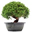 Juniperus chinensis Kishu, 21 cm, ± 15 anni