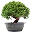 Juniperus chinensis Kishu, 21 cm, ± 15 years old