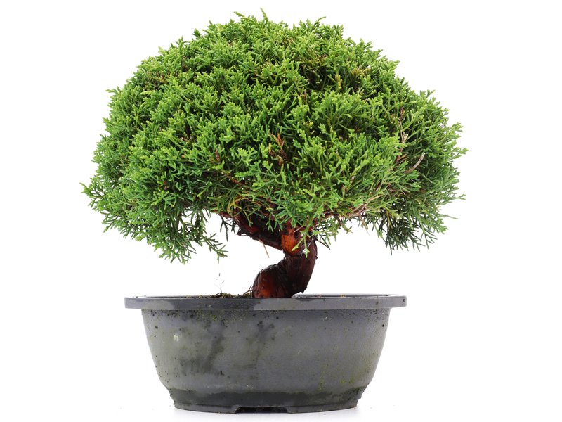 Juniperus chinensis Kishu, 21 cm, ± 15 Jahre alt