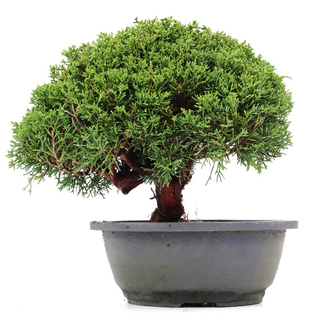 Juniperus chinensis Kishu, 21 cm, ± 15 Jahre alt