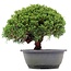 Juniperus chinensis Kishu, 21 cm, ± 15 anni