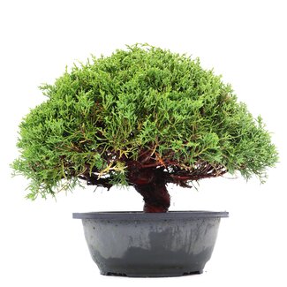 Juniperus chinensis Kishu, 22 cm, ± 15 anni