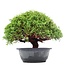 Juniperus chinensis Kishu, 22 cm, ± 15 years old