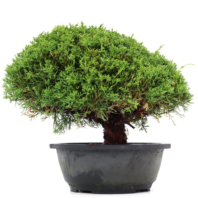 Juniperus chinensis Kishu, 22 cm, ± 15 Jahre alt