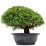 Juniperus chinensis Kishu, 22 cm, ± 15 años