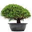 Juniperus chinensis Kishu, 22 cm, ± 15 Jahre alt