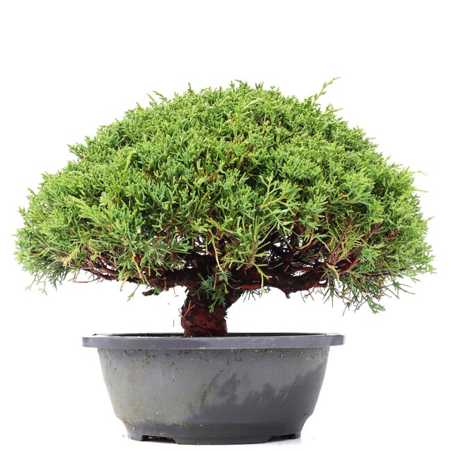 Juniperus chinensis Kishu, 22 cm, ± 15 ans