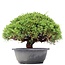 Juniperus chinensis Kishu, 22 cm, ± 15 anni