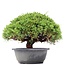 Juniperus chinensis Kishu, 22 cm, ± 15 años