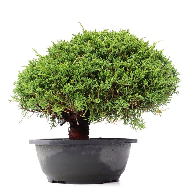 Juniperus chinensis Kishu, 22 cm, ± 15 ans
