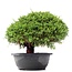 Juniperus chinensis Kishu, 22 cm, ± 15 Jahre alt
