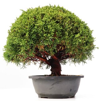 Juniperus chinensis Kishu, 23,5 cm, ± 15 jaar oud