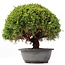 Juniperus chinensis Kishu, 23,5 cm, ± 15 anni