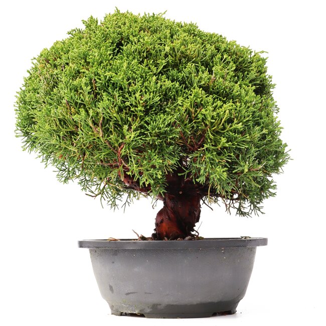 Juniperus chinensis Kishu, 23,5 cm, ± 15 jaar oud