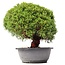Juniperus chinensis Kishu, 23,5 cm, ± 15 Jahre alt