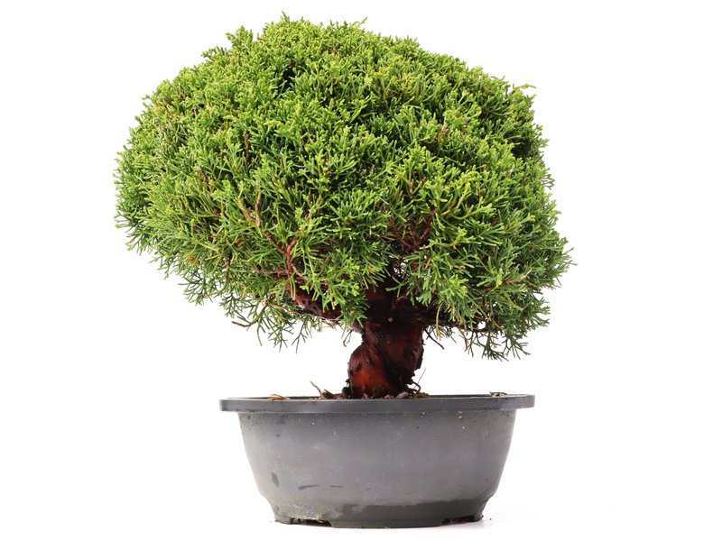 Juniperus chinensis Kishu, 23,5 cm, ± 15 jaar oud