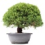 Juniperus chinensis Kishu, 23,5 cm, ± 15 años