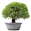 Juniperus chinensis Kishu, 23,5 cm, ± 15 ans
