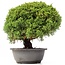 Juniperus chinensis Kishu, 23,5 cm, ± 15 anni