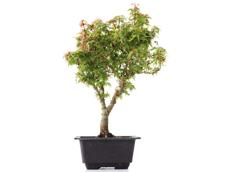 Acer palmatum Kotohime, 30 cm, ± 8 jaar oud