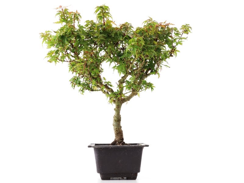 Acer palmatum Kotohime, 30 cm, ± 8 Jahre alt
