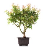 Acer palmatum Kotohime, 29 cm, ± 8 jaar oud