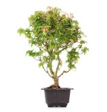Acer palmatum Kotohime, 32 cm, ± 8 jaar oud