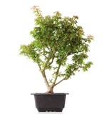Acer palmatum Kotohime, 32 cm, ± 8 jaar oud