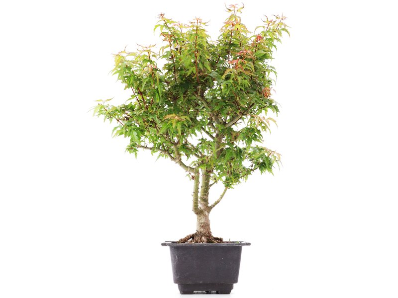 Acer palmatum Kotohime, 37 cm, ± 8 Jahre alt