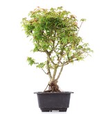 Acer palmatum Kotohime, 32 cm, ± 8 Jahre alt