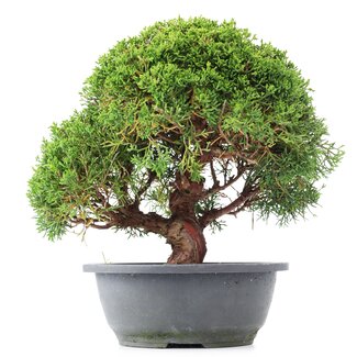 Juniperus chinensis Kishu, 25 cm, ± 15 Jahre alt