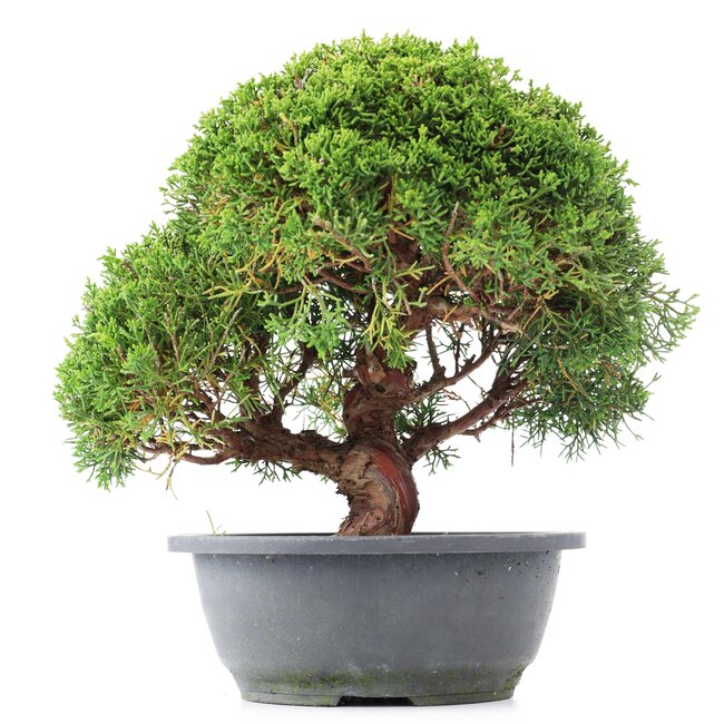 Juniperus chinensis Kishu, 25 cm, ± 15 years old