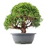 Juniperus chinensis Kishu, 25 cm, ± 15 jaar oud