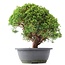 Juniperus chinensis Kishu, 25 cm, ± 15 jaar oud