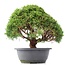 Juniperus chinensis Kishu, 25 cm, ± 15 años