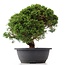 Juniperus chinensis Kishu, 25 cm, ± 15 jaar oud