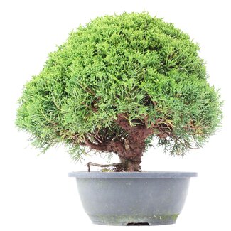 Juniperus chinensis Kishu, 27 cm, ± 15 anni