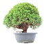 Juniperus chinensis Kishu, 27 cm, ± 15 anni