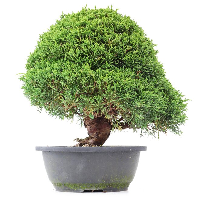 Juniperus chinensis Kishu, 27 cm, ± 15 ans