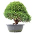 Juniperus chinensis Kishu, 27 cm, ± 15 anni