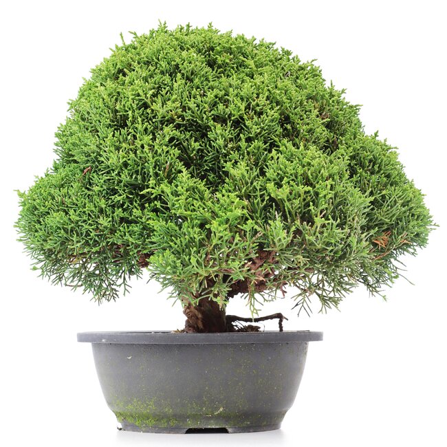 Juniperus chinensis Kishu, 27 cm, ± 15 ans