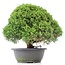 Juniperus chinensis Kishu, 27 cm, ± 15 anni