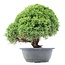 Juniperus chinensis Kishu, 27 cm, ± 15 anni