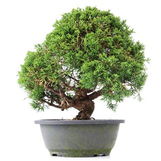 Juniperus chinensis Kishu, 27 cm, ± 15 years old