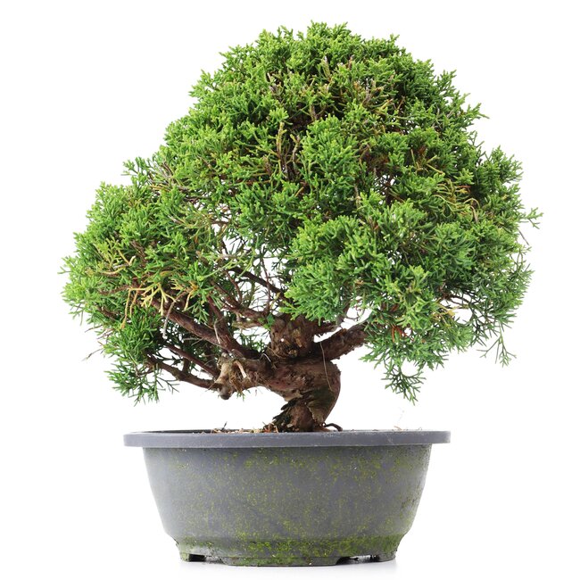 Juniperus chinensis Kishu, 27 cm, ± 15 jaar oud