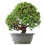 Juniperus chinensis Kishu, 27 cm, ± 15 anni