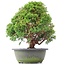 Juniperus chinensis Kishu, 27 cm, ± 15 anni