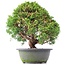 Juniperus chinensis Kishu, 27 cm, ± 15 anni