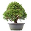 Juniperus chinensis Kishu, 27 cm, ± 15 anni