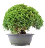 Juniperus chinensis Kishu, 21 cm, ± 15 Jahre alt